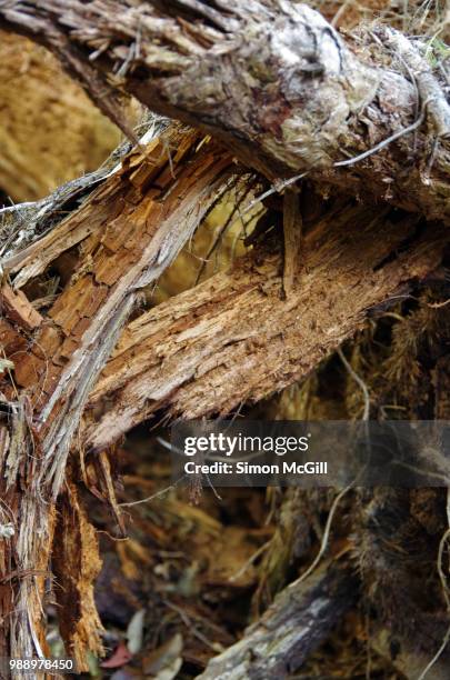 close-up of a rotting fallen tree log - splitter stock-fotos und bilder