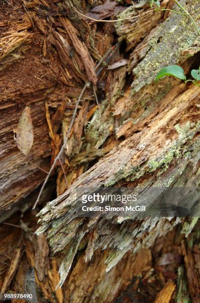 close-up of a rotting fallen tree log - bowral new south wales stock pictures, royalty-free photos & images