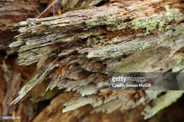 close-up of a rotting fallen tree log - splitter stock-fotos und bilder