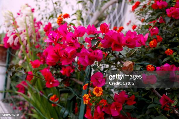 45 Nocelle Stock Photos, High-Res Pictures, and Images - Getty Images