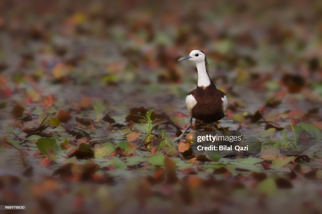 Pheasant Tailed Jacana
