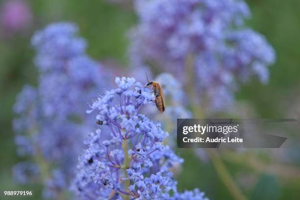 insecte sur sa fleure/insect on the flower - insecte stock-fotos und bilder