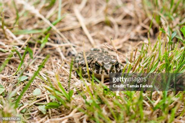 the frog prince - frog prince stock pictures, royalty-free photos & images