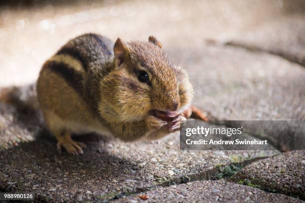 stuffed cheeks - chipmunk cheeks stock pictures, royalty-free photos & images