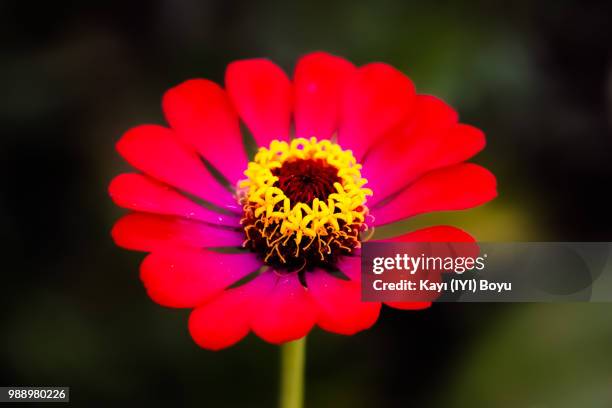 flover25 - iyi fotografías e imágenes de stock