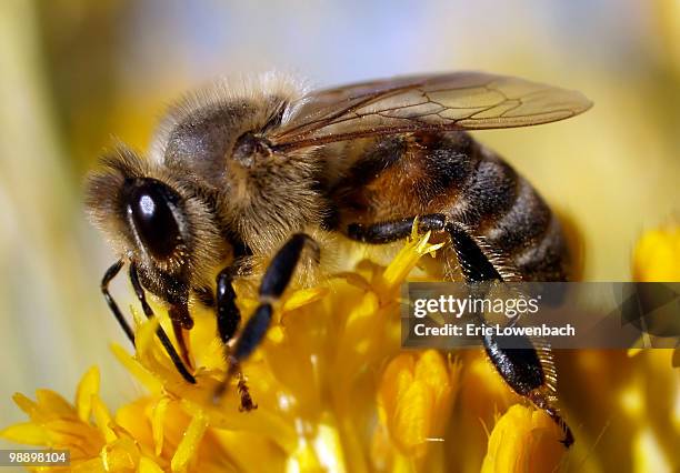 honey bees on flower, close up - lowenbach - fotografias e filmes do acervo