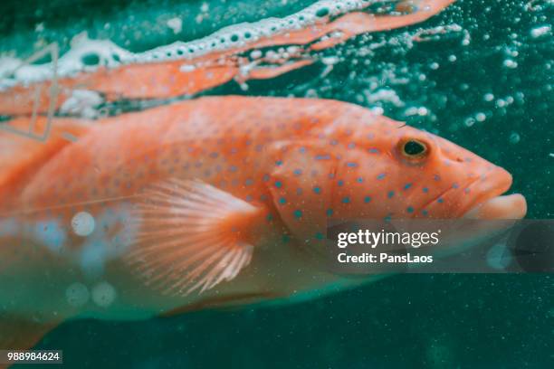 seafood grunts fish - grunts stock pictures, royalty-free photos & images