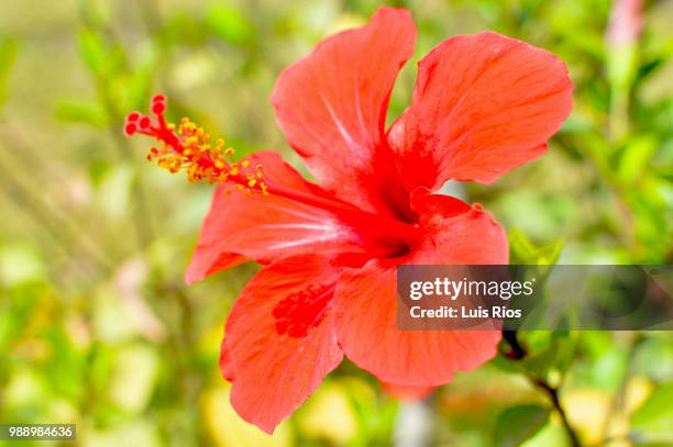 flor de pascua - flor de pascua stock-fotos und bilder