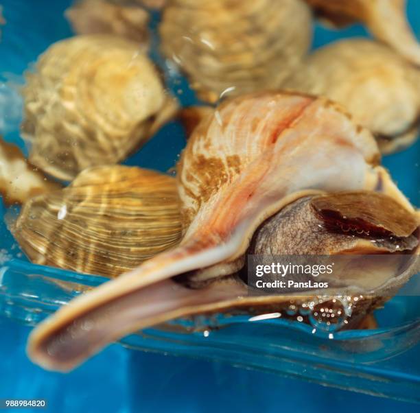 fresh seafood conch - conch stock pictures, royalty-free photos & images