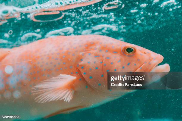 seafood grunts fish - grunts stock pictures, royalty-free photos & images