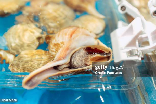 fresh seafood conch - conch stock pictures, royalty-free photos & images