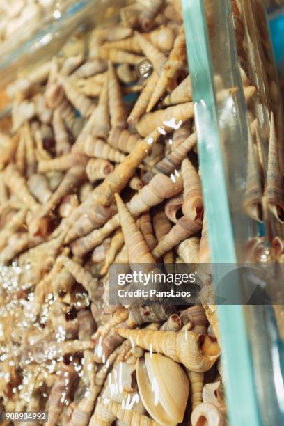 fresh seafood conch - conch stock pictures, royalty-free photos & images