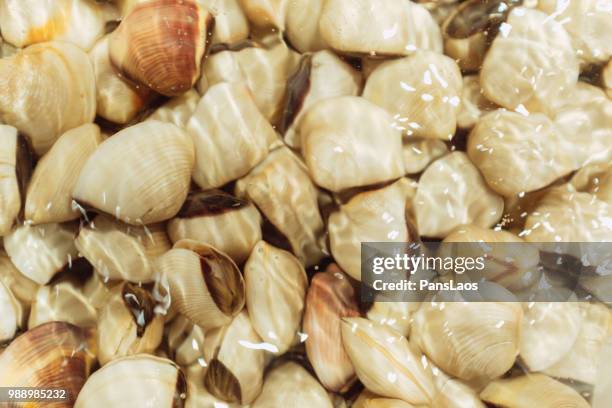Full Conch 261 Raw Conch Stock Photos, High-Res Pictures, and Images - Getty Images