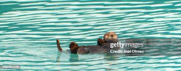 seward otter - sea otter fotografías e imágenes de stock