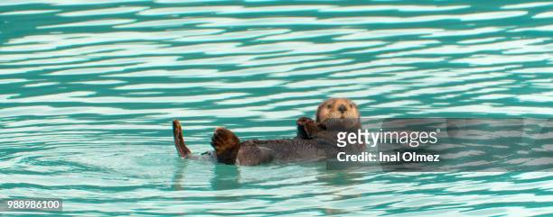 seward otter - sea otter (enhydra lutris) stock pictures, royalty-free photos & images