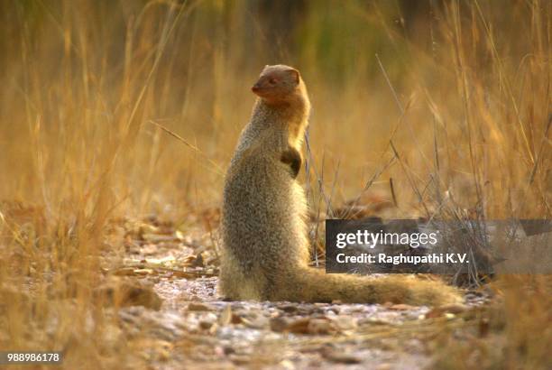 imgp2165._ ruddy mongoose - - マングース ストックフォトと画像