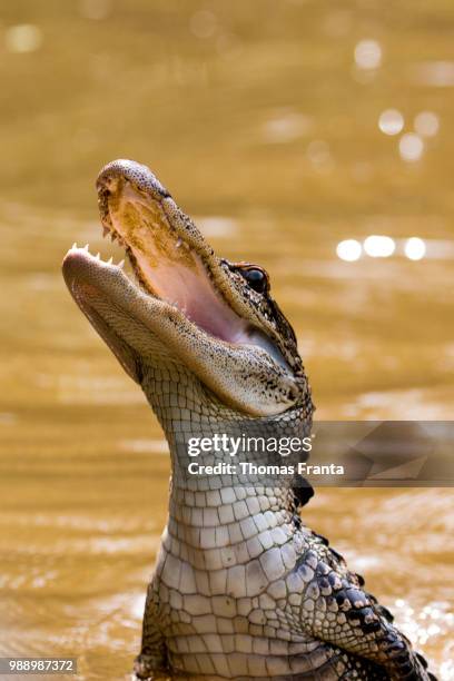 alligator sticking head out water - everglades nationalpark stock-fotos und bilder