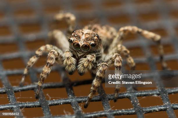 jumping spider with big reflective eyes on window screen - big eyes stock pictures, royalty-free photos & images
