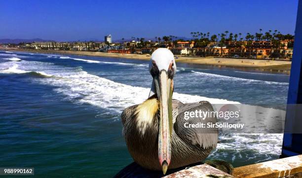 pelican on oceanside, ca pier - oceanside pier stock pictures, royalty-free photos & images