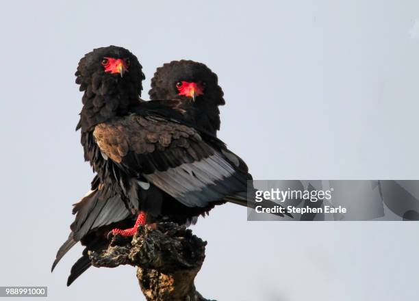 bateleurs - bateleur eagle stockfoto's en -beelden