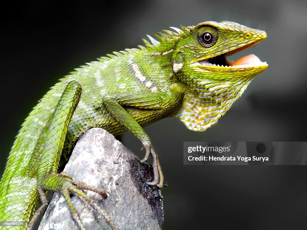 Real dragon