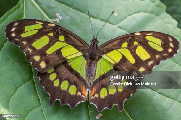 butterfly - carbonate mineral stock pictures, royalty-free photos & images