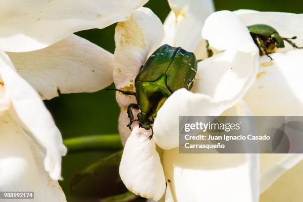 green beetles - casado stock pictures, royalty-free photos & images