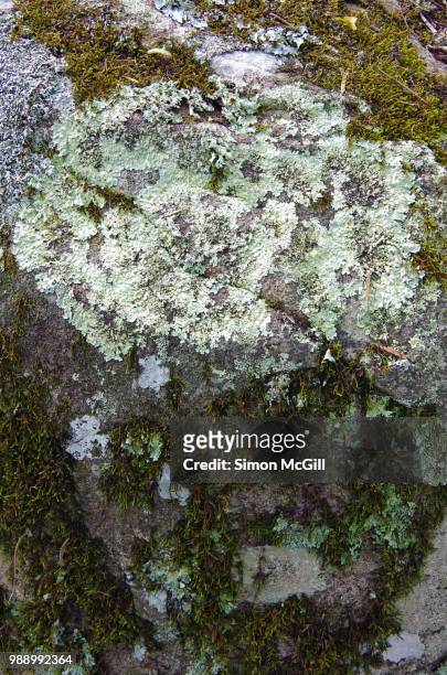 moss and lichen on a rock boulder - bowral new south wales stock pictures, royalty-free photos & images