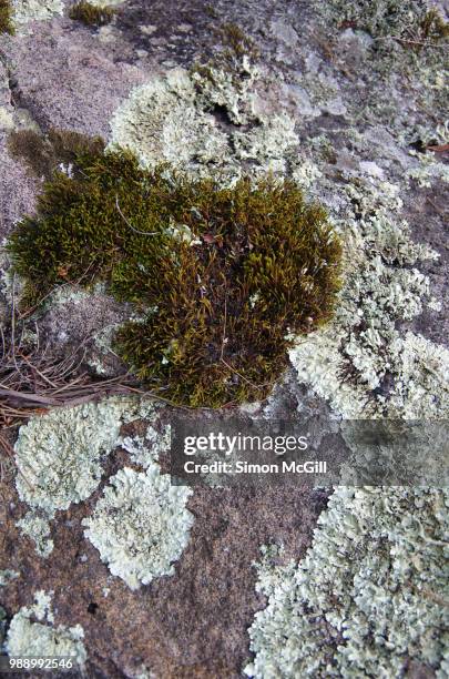 moss and lichen on a rock - bowral stock pictures, royalty-free photos & images
