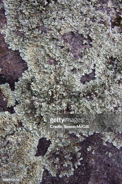 lichen on a rock - bowral new south wales stock pictures, royalty-free photos & images