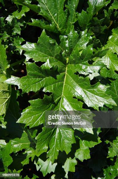 bear's breeches (acanthus mollis) leaves - bear's breeches stock pictures, royalty-free photos & images