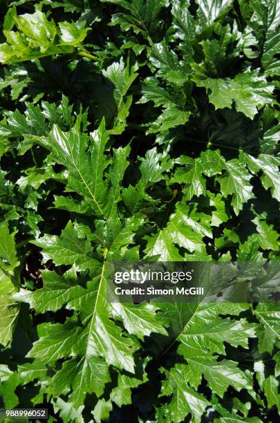 bear's breeches (acanthus mollis) leaves - acanthus leaf stock pictures, royalty-free photos & images