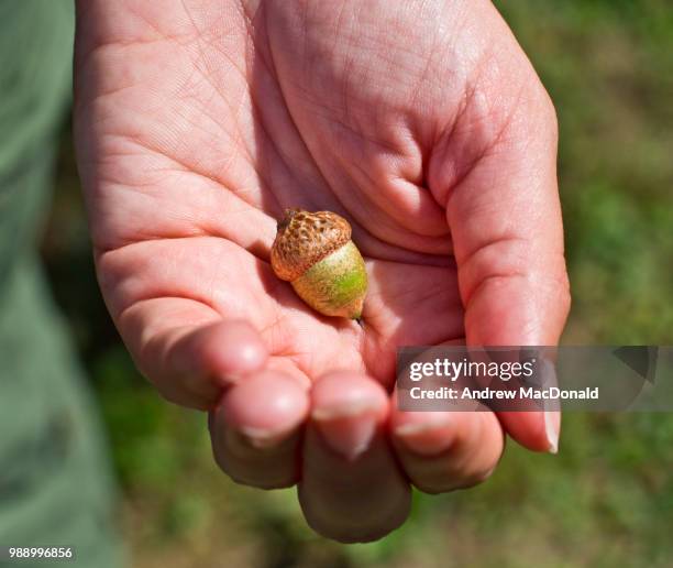 Acorn In Hand 392 Little Acorn Photography Stock Photos, High-Res Pictures, and ...