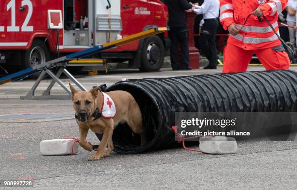 July 2018, Germany, Berlin: Members of the German Red Cross dog rescues quad show their skills at an open day of the Berlin Fire Service. Photo: Paul...