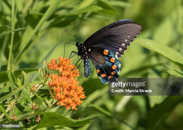 colorful pipevine  butterfly and orange butterfly flowers - pipevine swallowtail butterfly stock pictures, royalty-free photos & images