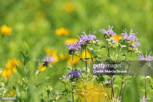 wildflowers in the field - bergamot stock pictures, royalty-free photos & images