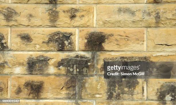 damp sandstone wall stained with mildew - mildew fotografías e imágenes de stock