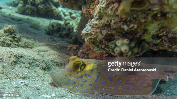 blue spotted stingray - taeniura lymma stock pictures, royalty-free photos & images