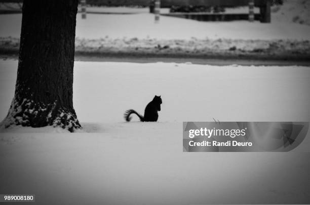 squirrel looking for food - dog cat snow stock pictures, royalty-free photos & images