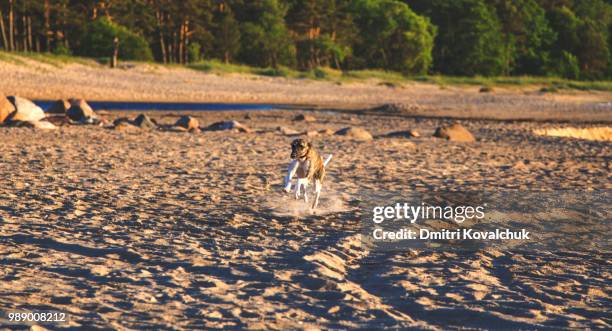 whippet on the run - kovalchuk stock pictures, royalty-free photos & images