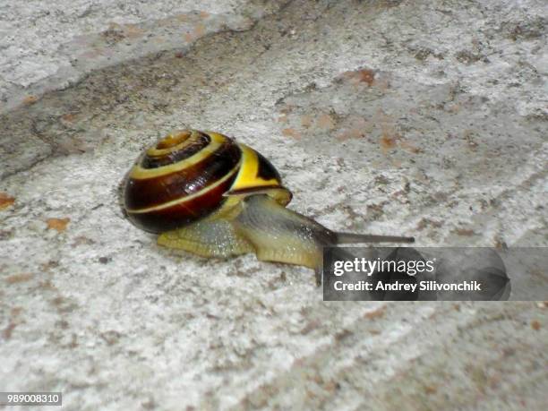 garden snail - garden snail stock pictures, royalty-free photos & images