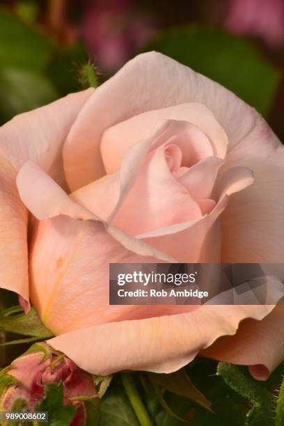 762 Rob Rosa Stock Photos, High-Res Pictures, and Images - Getty Images