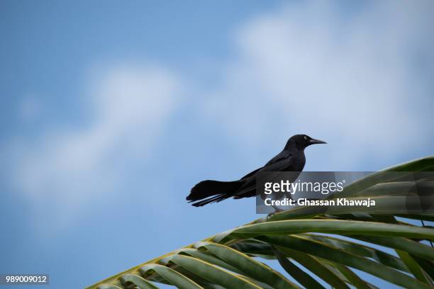 black bird.jpg - black bird stock pictures, royalty-free photos & images