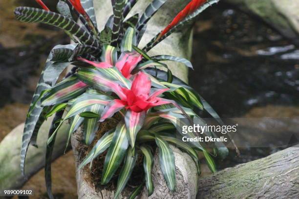 bromides - bromeliad stock pictures, royalty-free photos & images