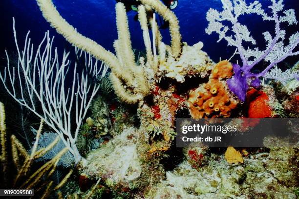 titus dive - crinoidea - fotografias e filmes do acervo