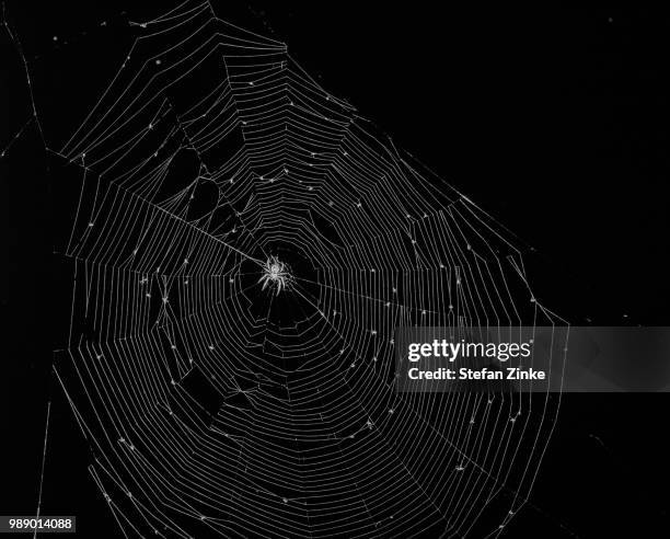 spiderman - zinke stock pictures, royalty-free photos & images