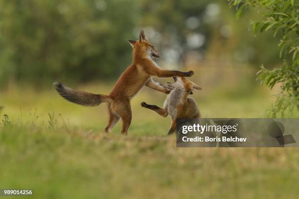 Fox Fight 545 Red Fox Fight Stock Photos, High-Res Pictures, and Images - Getty ...