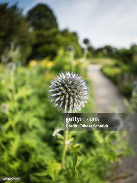 fisheye im hermannshof #2 - globe thistle stock pictures, royalty-free photos & images