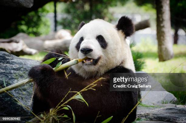 panda - pandas stockfoto's en -beelden