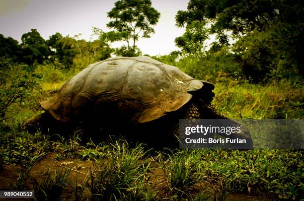 Darwin Sound Shell 747 Shell Ecuador Stock Photos, High-Res Pictures, and Images - Getty ...